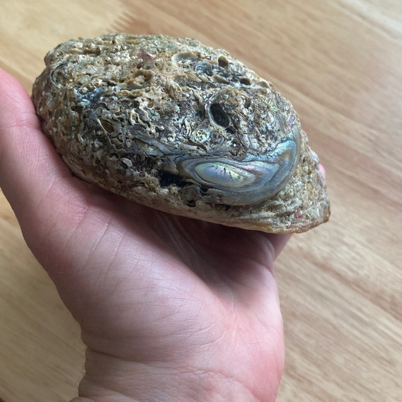 Elegant Iridescent Shell Art - Picture 12 of 14